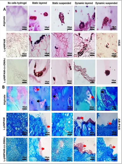 Figure  3.5: Histological analysis of Caco-2 cells layered on or suspended within alginate, L-pNIPAM, and L-pNIPAM-co-DMAc hydrogels under static or dynamic culture conditions at a cell density of 2×106 cells/ml following 14 days