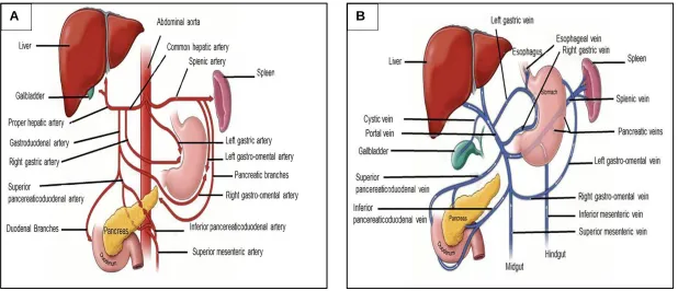 Figure  1.1: Blood supply to the small intestine: (A) Schematic representation of arterial supply to the small intestine