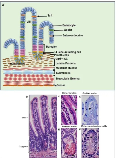 Figure  1.2: (A) Schematic diagram illustrating morphology of the small intestinal layers containing crypt–villus units together with the main intestinal cells of the epithelial layer, crypt intestinal stem cells, and their niche