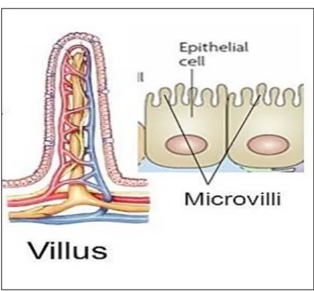 Figure  1.3: Schematic diagram illustrating the morphology of the microvilli which cover the apical surface of the enterocytes (Tortora & Derrickson 2016)