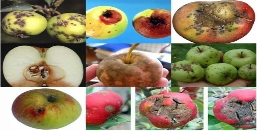 Fig. 1.1 :  Apple images with defects like rot , scab and corkspot   