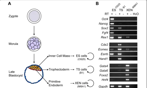 Figure 1 Embryo-derived stem cell lines respectively express lineage-associated markersGata6from all three embryo-derived stem cell lines cells and analysed using primers for