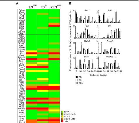 Figure 2 Embryonic stem (ES), trophectoderm (TS) and extra-embryonic endoderm (XEN) cell populations have distinct replicationSox1timing profiles, which reflect their lineage potential