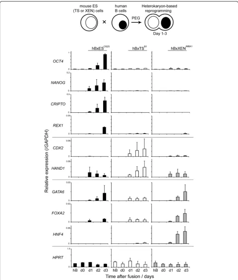 Figure 4 Lineage restricted dominant reprogramming of human lymphocytes by embryo-derived stem cells