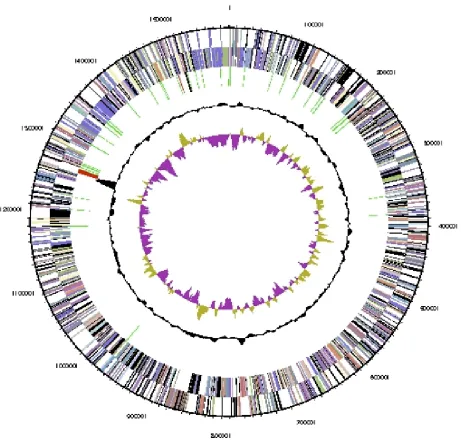 Figure 3. Graphical circular map of the chromosome. From outside to the center: Genes on forward strand (colored by COG categories), genes on reverse strand (colored by COG categories), RNA genes (tRNAs green, rRNAs red, other RNAs black), GC content, and 