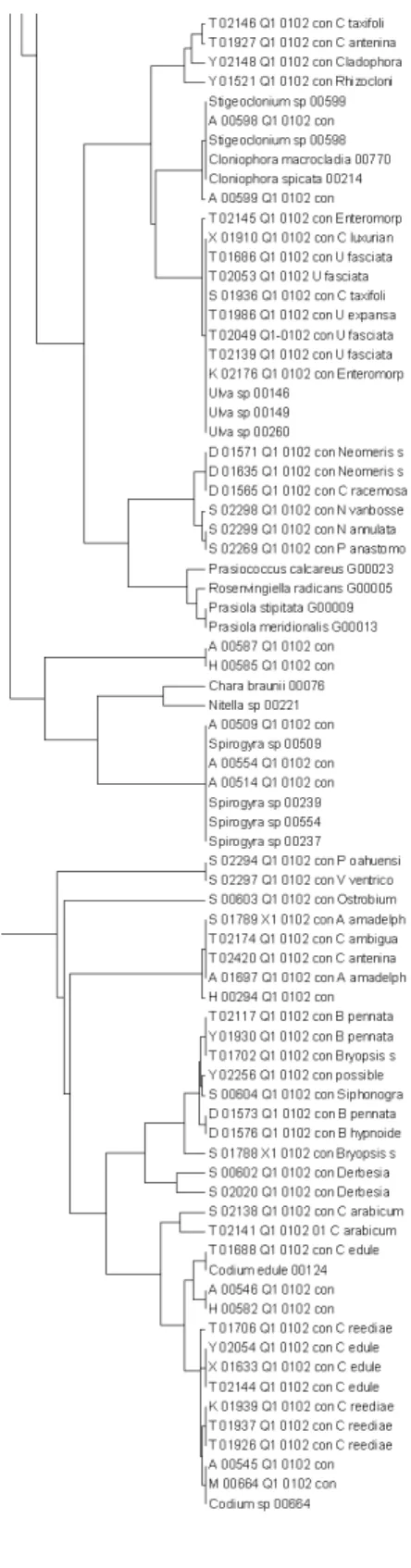 Fig. 1. DNA sequence framework (UPGMA analysis using Kimura-2-parameter distances) for Hawaiian green algae based on  the plastid UPA marker