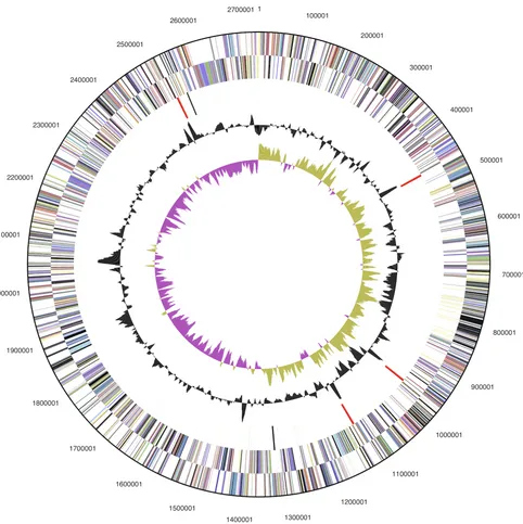 Figure 3. Graphical map of the chromosome (not drawn to scale with plasmid in Figure 4)