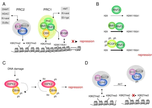 Figure 1Examples of post-translational modulation of Polycomb group and associated proteinsAKT-induced phosphorylation of EZH2 on S21 impairs its binding to histone H3, thereby inhibiting H3K27 trimethylation