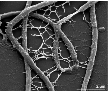 Figure 2. Scanning electron micrograph of H. hydrossis OT