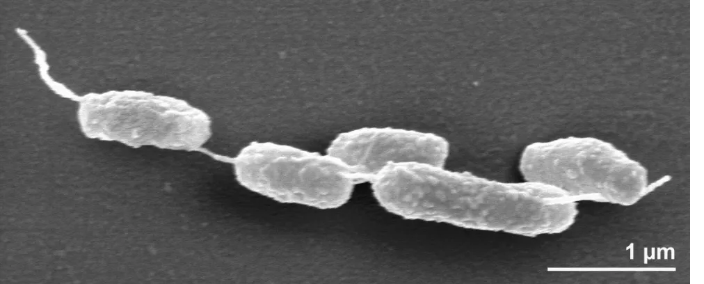 Figure 2. Scanning electron micrograph of N. salsuginis E9I37-1T