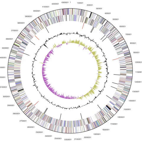 Figure 3. Graphical circular map of the chromosome (plasmid map not shown). From outside to the center: Genes on forward strand (color by COG categories), Genes on reverse strand (color by COG categories), RNA genes (tRNAs green, rRNAs red, other RNAs blac