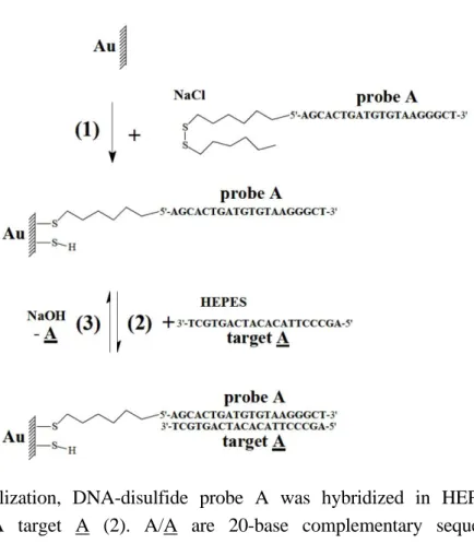 Figure 3. DNA-disulfide biosensor: immobilization of DNA-disulfide probe A (1),  hybridization of a complementary DNA target A (2) and dehybridization of the DNA   target A (3)
