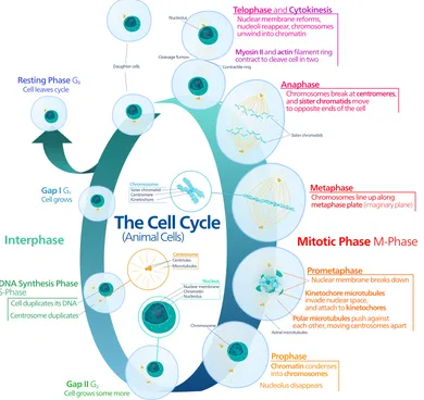 Figure 1 Diagram of cell cycle showing different phases of cell dynamics [4].  