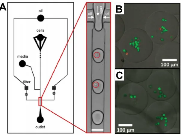 Figure 7 Microfluidic technique for 3D cell culture in microparticles. (A) Schematics of microfluidic encapsulation of cells in microparticles (Scale bar: 100 µm) [92]