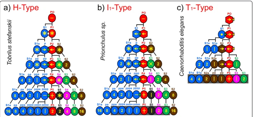 Figure 5 Early cleavage and model of POC actionA series of unequal cleavages attributed to the action of POCs results in cells arranged in tandem along the a-p axis