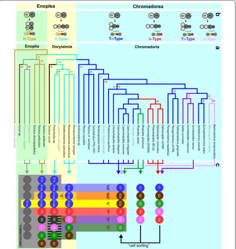 Figure 1 Phylogeny and developmentcompared here. Different colors of lineage branches indicate distinct early cleavage patterns as indicated in Figure 1b