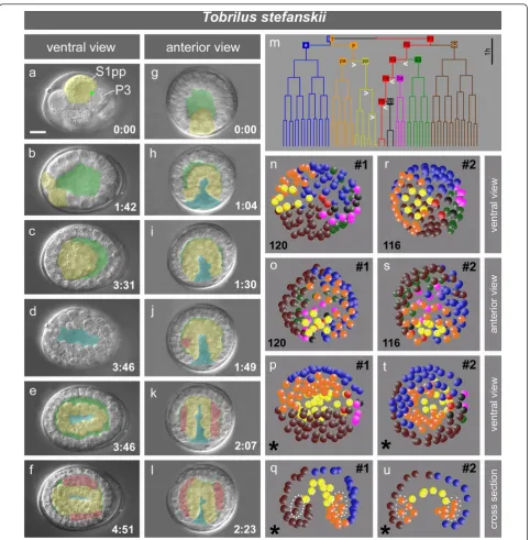 Figure 3 Embryogenesis of Tobrilus stefanskii. a-f; g-l, cleavage, blastocoel formation, gastrulation and tissue formation of two embryos.Yellow, alimentary tract precursor(s); green, blastocoel; blue, slit-like blastopore; red, body muscle cells, green do