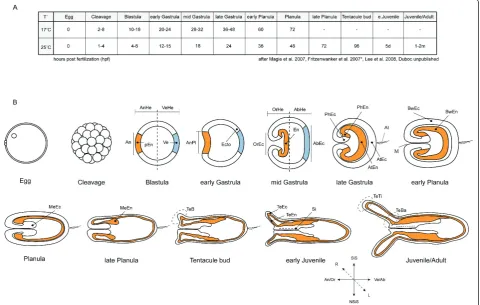 Figure 1 Chart defining developmental stages and expression domains inVegetal pole, (Siphonoglyph Side, ( N