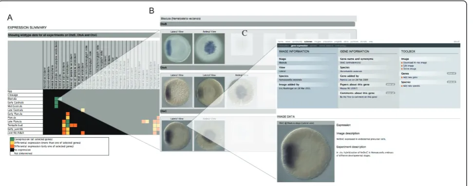 Figure 5 Species-specific gene expression patterns comparison, (A) The default output of this comparison (in this example Nematostellavectensis otxA, otxB and otxC) is a comparison table (developmental stages versus expression domain)
