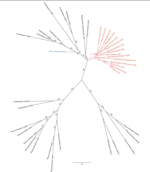 Figure 2 Phylogenetic tree for full length CDSs oforthologues identified in this study