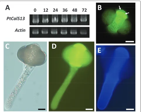 Figure 4 Cell wall staining and CalS RT-PCR in Pinus taeda pollen tubes grown in vitro