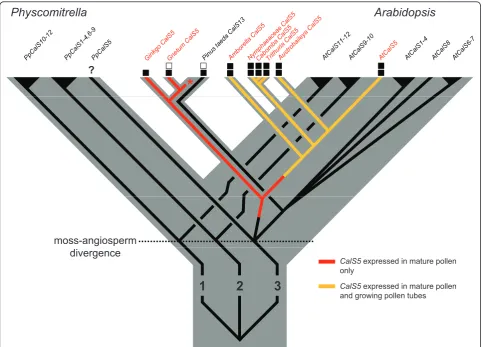 Figure 5 Hypothesized evolution oftext). Unfilled boxes represent lack of staining for callose