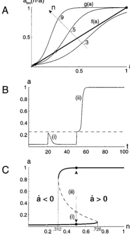 Figure 3C summarizes the above results by showing the activity levels at steady state (a˙ ⫽ 0) over a range of n values