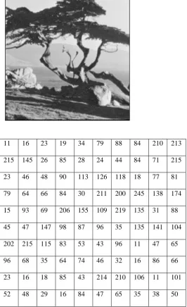 Figure (3) Gray level values of an image 