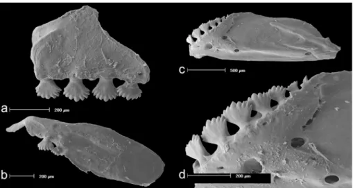 FIGURE 7. Serrapinnus lucindai, UFRJ 1260, 25.1 mm SL; Scanning Electron Microscopy images showing (a) left side  premaxilla; (b) maxilla; (c) dentary, and (d) detail of the dentary teeth.