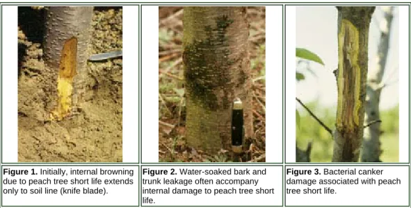 Figure 1. Initially, internal browning  due to peach tree short life extends  only to soil line (knife blade).