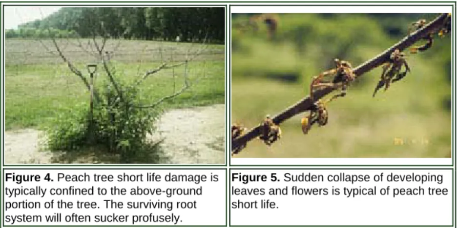 Figure 4. Peach tree short life damage is  typically confined to the above-ground  portion of the tree