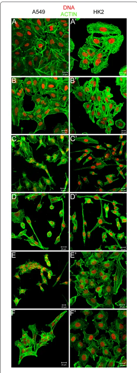 Figure 7 Evaluation of the effects of EGF on cell morphology.The control cells (A/A’: C10%FCS, B/B’: C2.5%FCS) were organizedinto clusters with cell-cell junctions