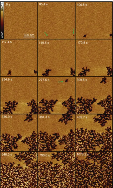 Fig. 1Selection of fast-scanning AFM images of a DOPC : DOPG (1 : 1)supported lipid bilayer in the presence of 1 mM Smp43 (P/L = 0.42)