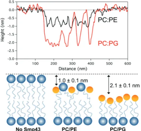 Fig. 6(A) Cross sectional analysis of the defect topography of bothDOPC:DOPG & DOPC:DOPE bilayers after Smp43 peptide interaction.(B) Illustration showing possible diﬀerences of Smp43 pepitde interactionwith the top layer of the bilayers.
