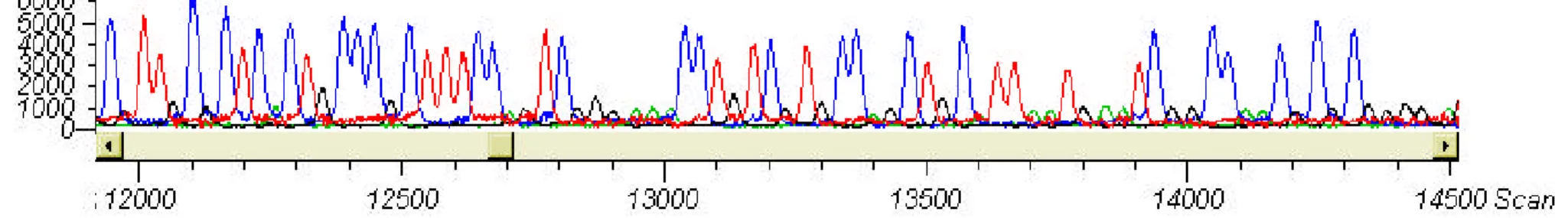 Figure 5.4. Instrument performance: Improper color balance. Data were obtained using Thermo Sequenase II version 2.0 dye terminators