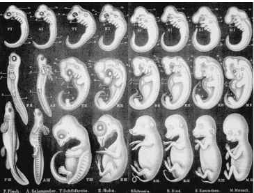 Fig. 1 Haeckel’s famousdepiction of his biogenetic law,or recapitulation theory. Theupper row is representative ofearly development, the middlerow of mid-development, andthe lower row of late develop-ment