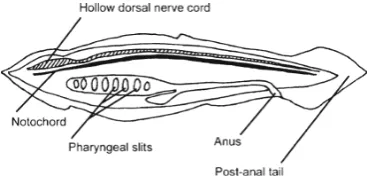 Fig. 2 Body plan characteristics of a stylized chordate