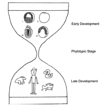 Fig. 3 Illustration of the developmental hourglass model for chor-developmental differences that occur late in development that lead tothe vast differences we see among adult vertebrate species