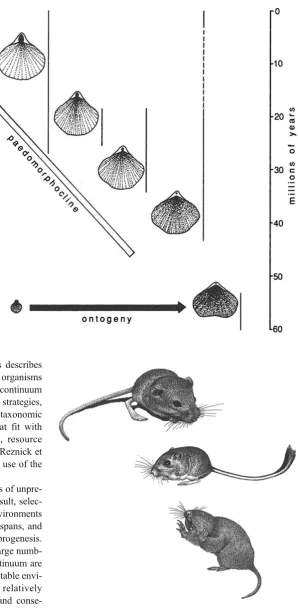Fig. 12 The tiny progenetic kangaroo Microdipodops (top) has a bodylength of just 75 millimeters
