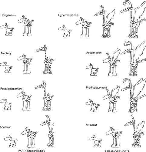 Fig. 3 A hypothetical animal which, during its ontogeny, undergoes acestral features. In hypermorphosis, growth stops later; in acceleration,number of morphological changes