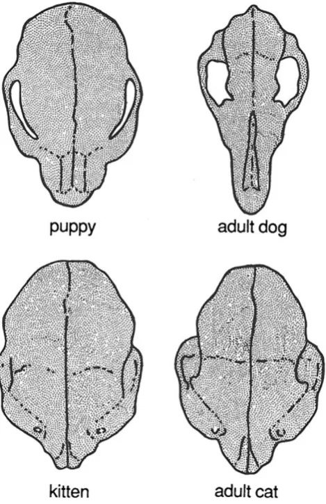 Fig. 5 The large differences in shape of the skull between threeshorter the face, the more vaulted the cranium