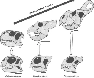 Fig. 7 Peramorphic evolution