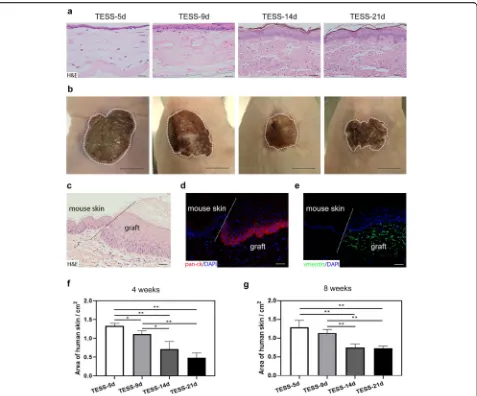 Fig. 1 TESSs from different time points produce pigmented skin after grafting.transplantation