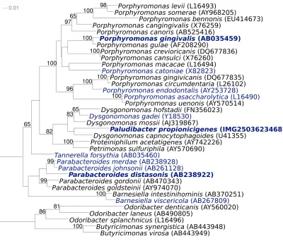 Figure 1. Phylogenetic tree highlighting the position of type strains within the family P