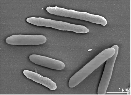 Figure 2. Scanning electron micrograph of P. propionicigenes WB4T
