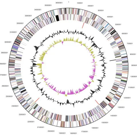 Figure 3. Graphical circular map of the chromosome. From outside to the center: Genes on forward strand (color by COG categories), Genes on reverse strand (color by COG categories), RNA genes (tRNAs green, rRNAs red, other RNAs black), GC content, GC skew