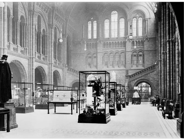 Fig. 1 For a period afterDarwin’s death, his stone statuegraced the museum’s steps—looked on by the bronze statueof Owen (left foreground)