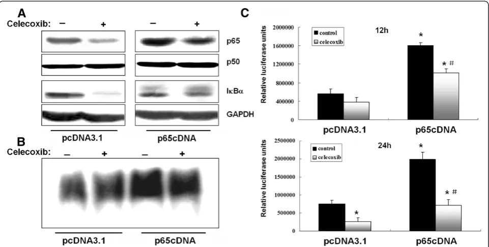 Figure 2 Inactivation of p-Akt by celecoxib is unaffected by overexpression of p65.