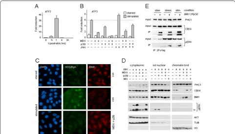 Figure 1 PRC1 target gene expression is controlled by M/SAPKs. (AU2-OS cells; DAPI: nuclear counterstain.,B) PRC1 target gene ATF3 expression (mRNA) in mitogen-stimulated(FCS/TPA) TIG3 cells, in the absence or presence of kinase inhibitors; data ± SD