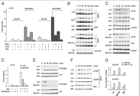 Figure 3 MK3 is a negative regulator of ERK. (A,D)function; t (min): time post-stimulation in minutes; *: loading controls for corresponding panels; t+: longer exposure